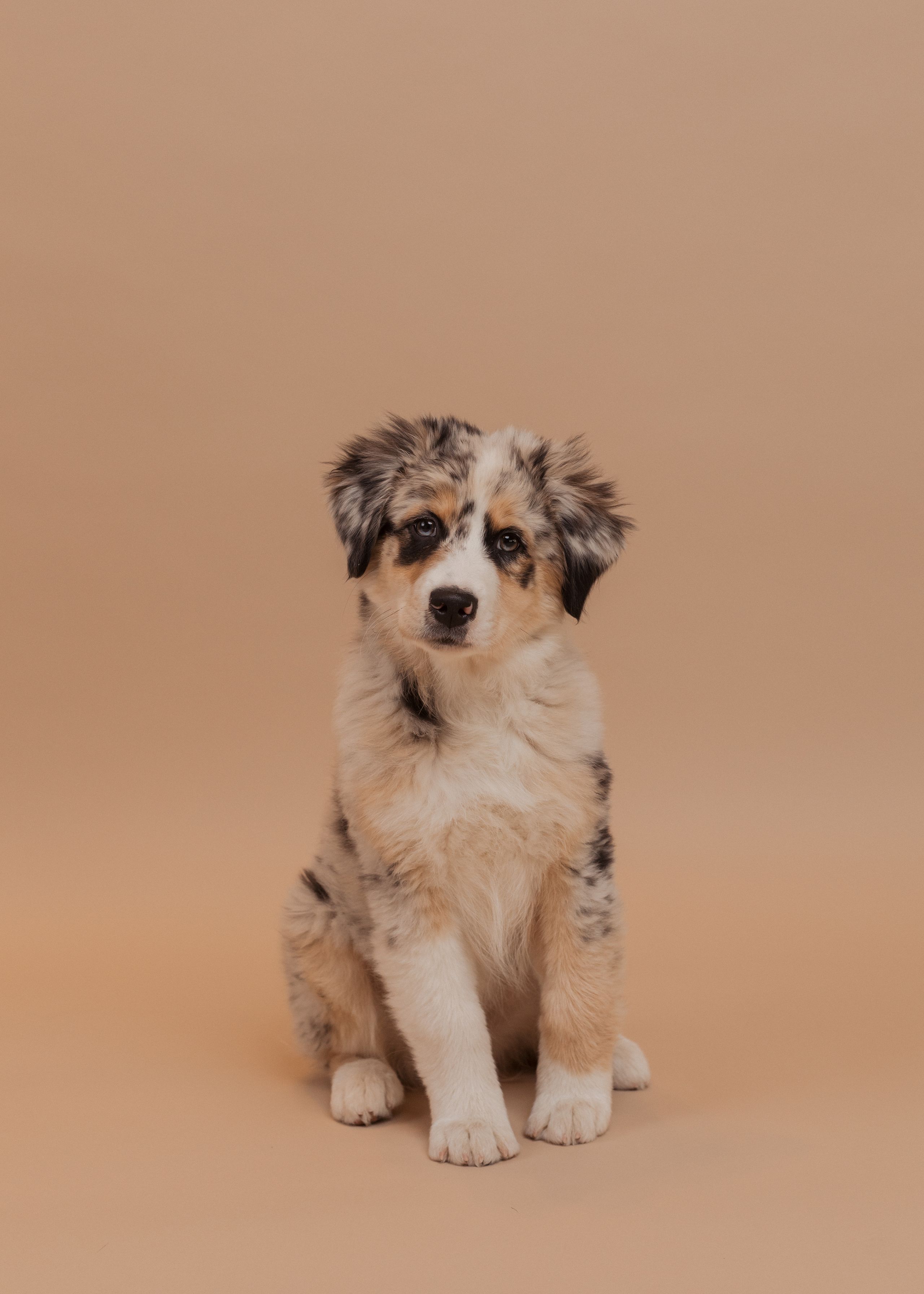 Emma (Haushund)